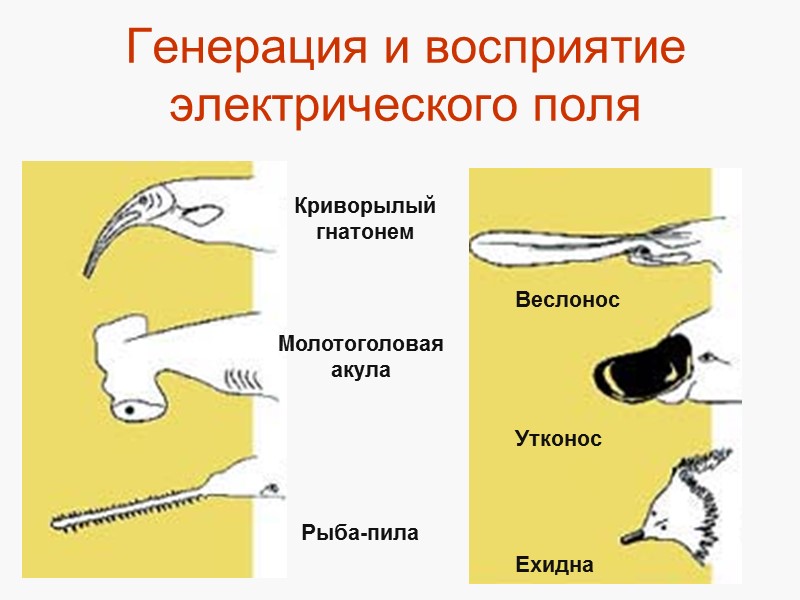 Генерация и восприятие электрического поля
